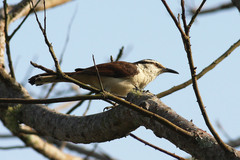 Campylorhynchus griseus