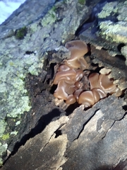 Auricularia angiospermarum