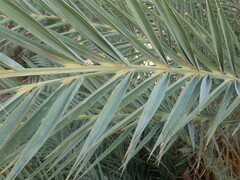 Phoenix dactylifera