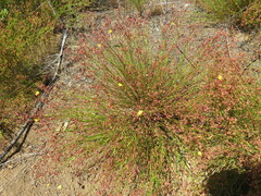 Crocanthemum scoparium