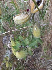 Gomphocarpus cancellatus