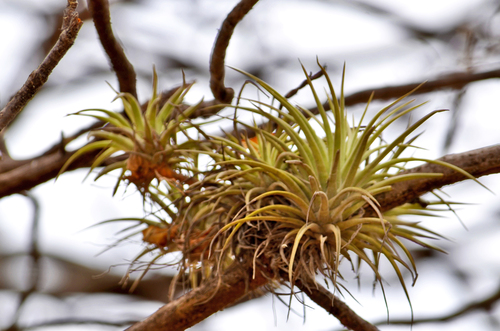 Tillandsia espinosae, photograph 1