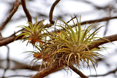 Tillandsia espinosae, photograph (c) Eduardo Dios Alemán, some rights reserved (CC BY-SA)