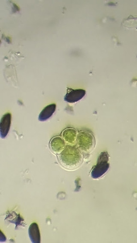 Representative image of Trebouxiaceae