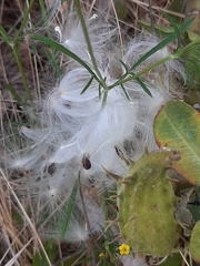 Gomphocarpus cancellatus