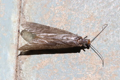 Chauliodinae