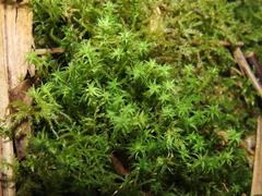 Leptodontium