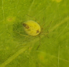 Nigma puella