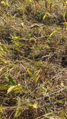 Eryngium yuccifolium