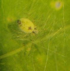 Nigma puella