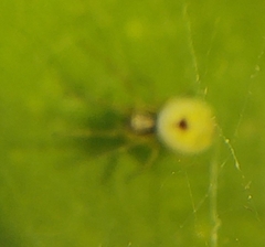 Nigma puella