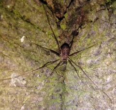Dicranopalpus larvatus