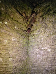 Dicranopalpus larvatus