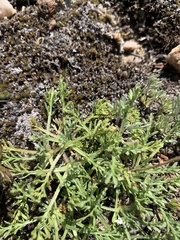 Erigeron pinnatisectus