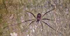 Dicranopalpus larvatus