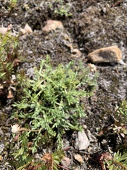 Erigeron pinnatisectus