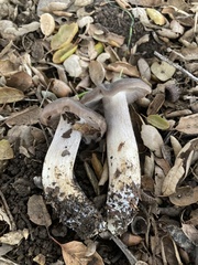Entoloma ferruginans