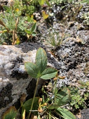 Trifolium parryi