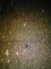 Dicranopalpus larvatus