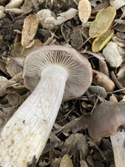 Entoloma ferruginans