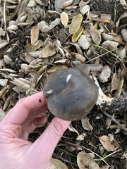Entoloma ferruginans