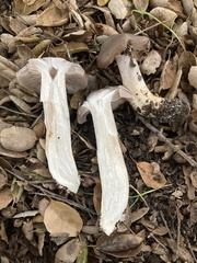 Entoloma ferruginans