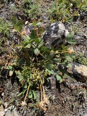 Trifolium parryi