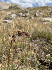 Luzula spicata