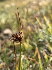 Juncus castaneus