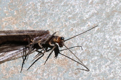 Chauliodinae