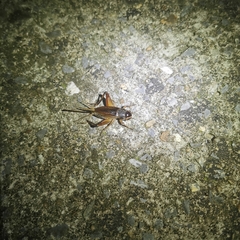 Teleogryllus occipitalis