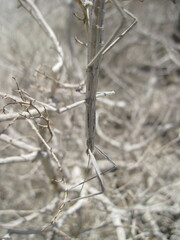 Pseudosermyle straminea