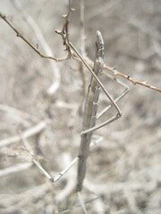 Pseudosermyle straminea