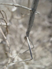 Pseudosermyle straminea