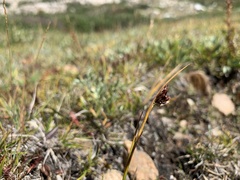 Juncus castaneus