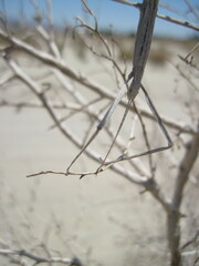Pseudosermyle straminea