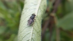 Asemosyrphus mexicanus