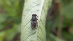 Asemosyrphus mexicanus