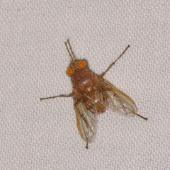 Ormia