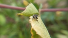 Asemosyrphus mexicanus