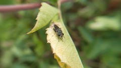 Asemosyrphus mexicanus