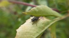 Asemosyrphus mexicanus