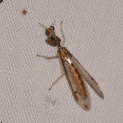 Dicromantispa interrupta