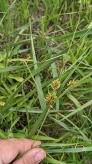 Cyperus lupulinus