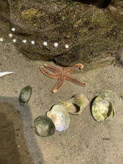 Arbacia punctulata