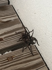 Cyrtopholis portoricae