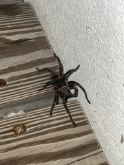 Cyrtopholis portoricae