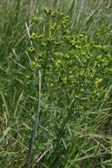 Euphorbia virgata