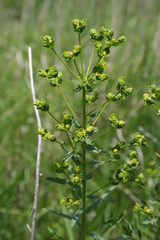 Euphorbia virgata
