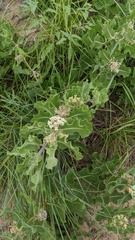 Asclepias arenaria